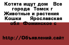 Котята ищут дом - Все города, Томск г. Животные и растения » Кошки   . Ярославская обл.,Фоминское с.